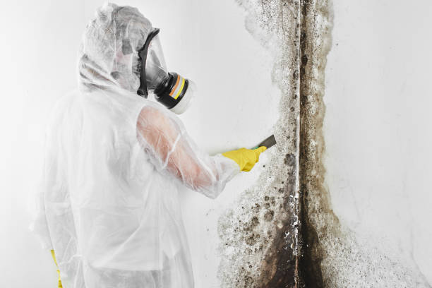 Best Toxic Mold Removal  in Peotone, IL