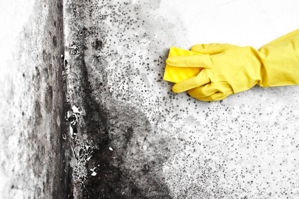 Best Certified Mold Removal  in Peotone, IL
