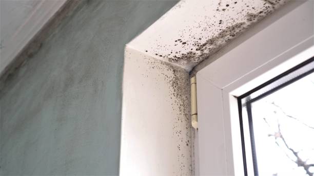 Best Crawl Space Mold Removal  in Peotone, IL