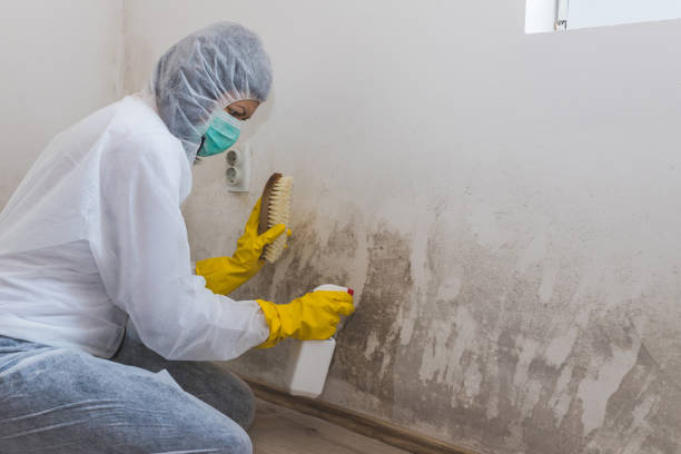 Best Attic Mold Removal  in Peotone, IL