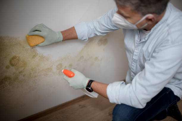Best Affordable Mold Removal  in Peotone, IL