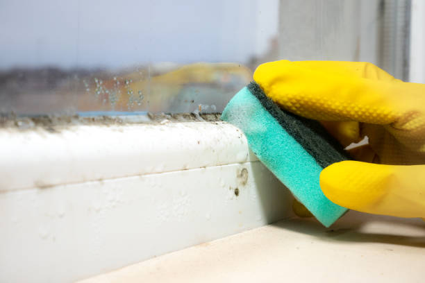 Best Residential Mold Removal  in Peotone, IL