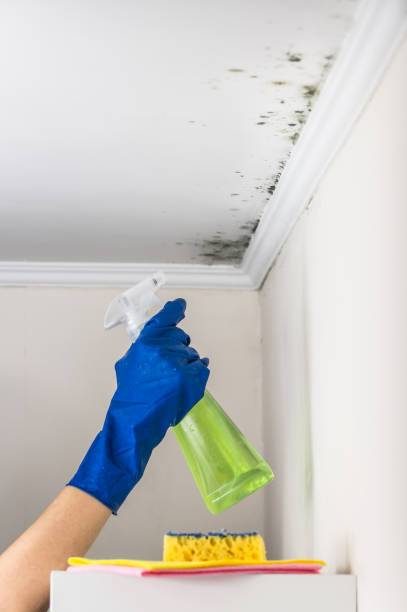 Best Attic Mold Removal  in Peotone, IL