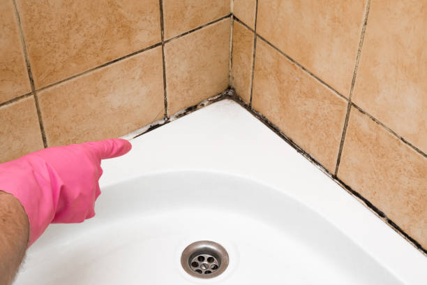 Best Home Mold Removal  in Peotone, IL